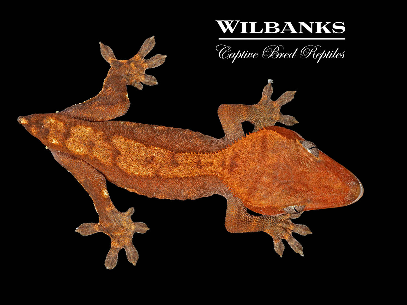 Crested Gecko '24