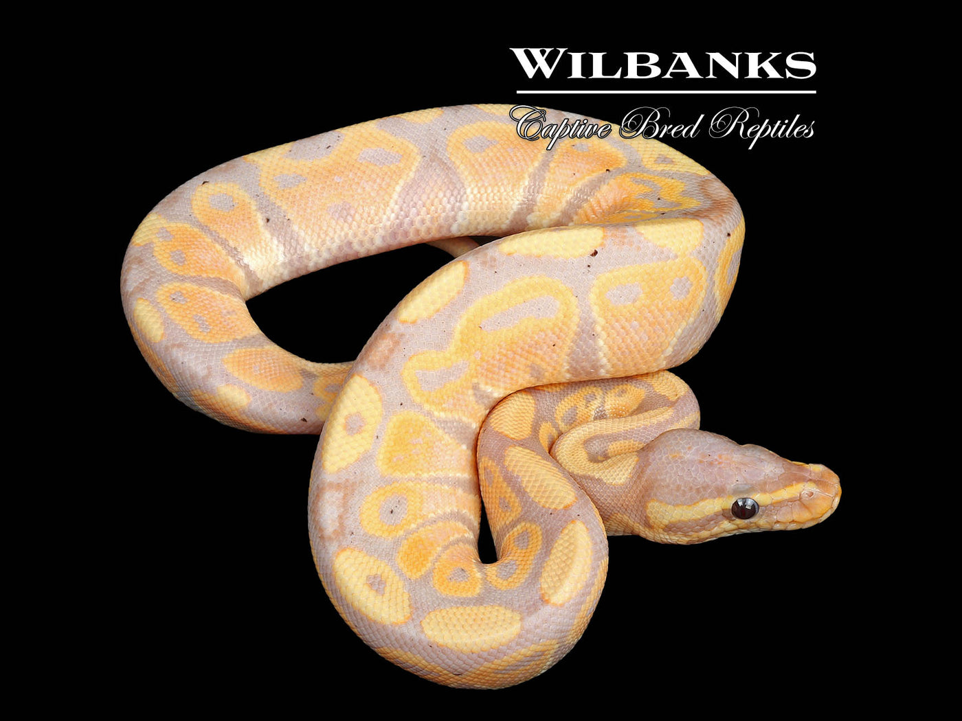 Banana 100% Het. Clown Ball Python ♂ '24