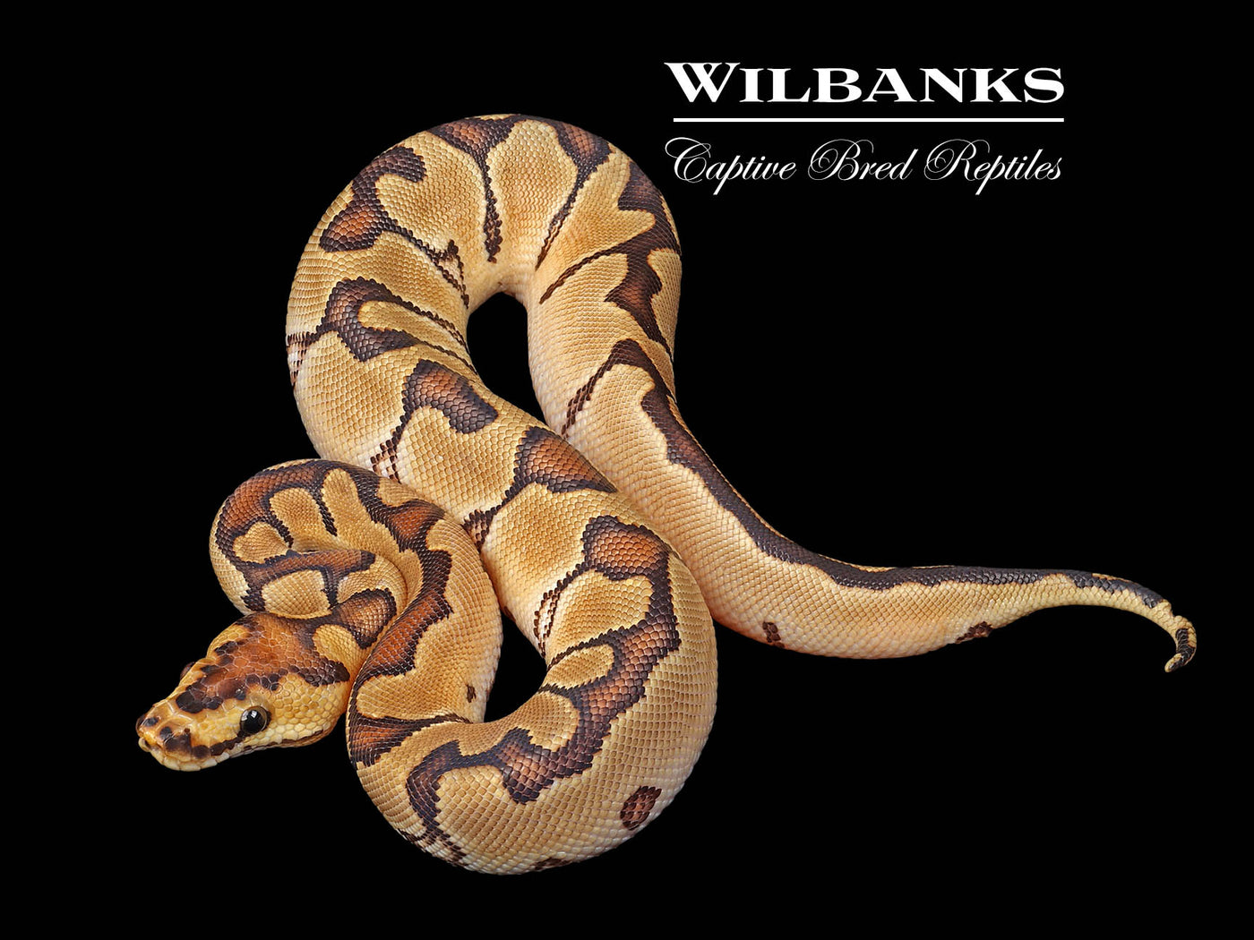 Enchi Clown Ball Python ♀ '24