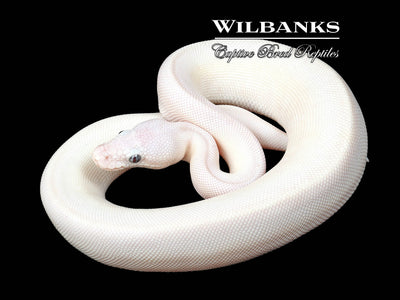 Blue Eyed Leucistic (Mojave Butter) Ball Python ♀ '24