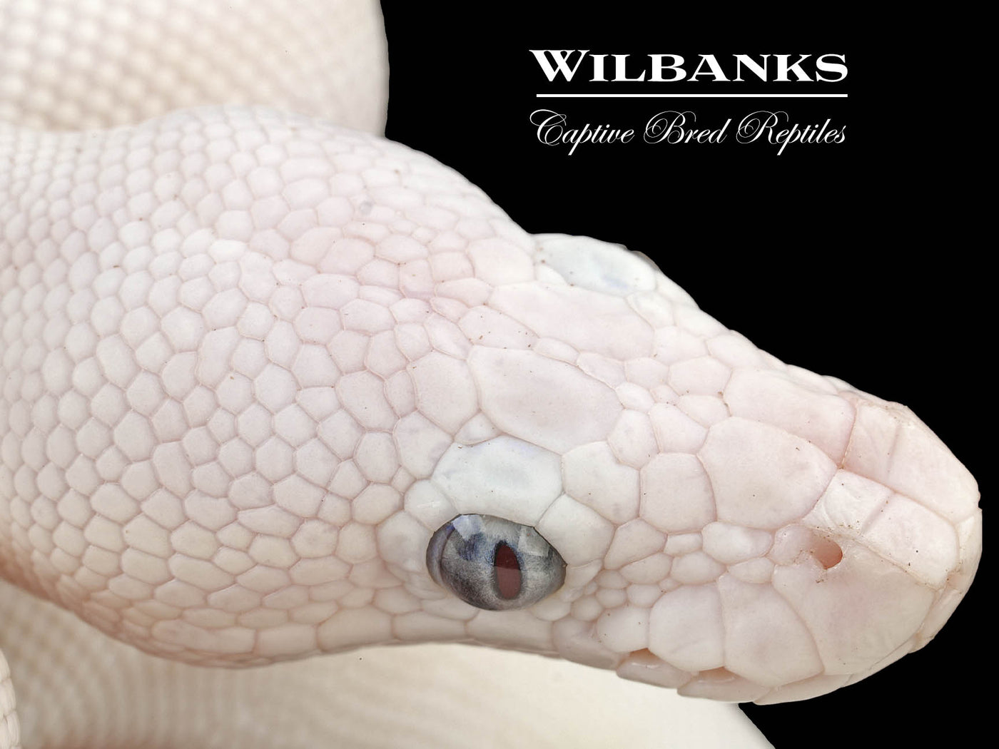 Blue Eyed Leucistic (Mojave Butter) Ball Python ♀ '24