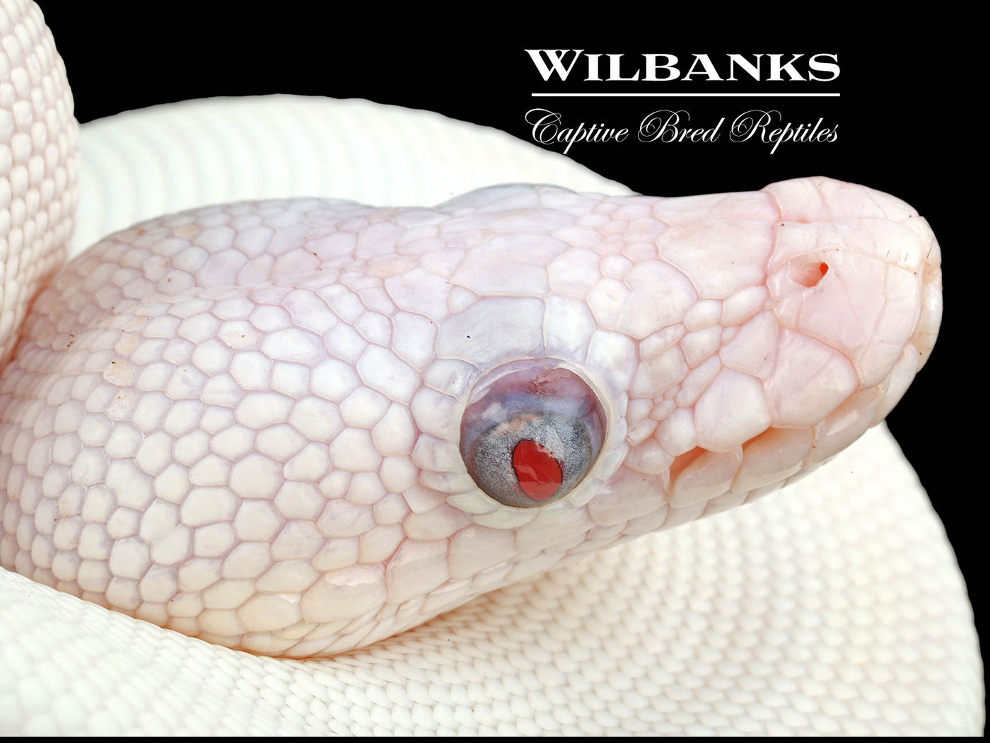 Blue Eyed Leucistic -Super Butter Ball Python ♀ '24