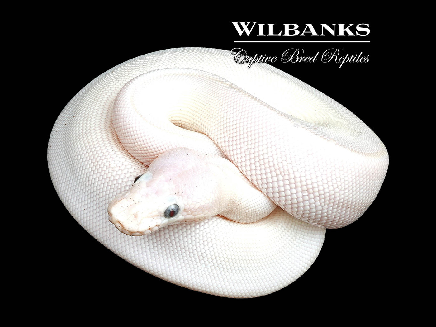 Blue Eyed Leucistic (Mocha Mojave) Ball Python ♀ '24