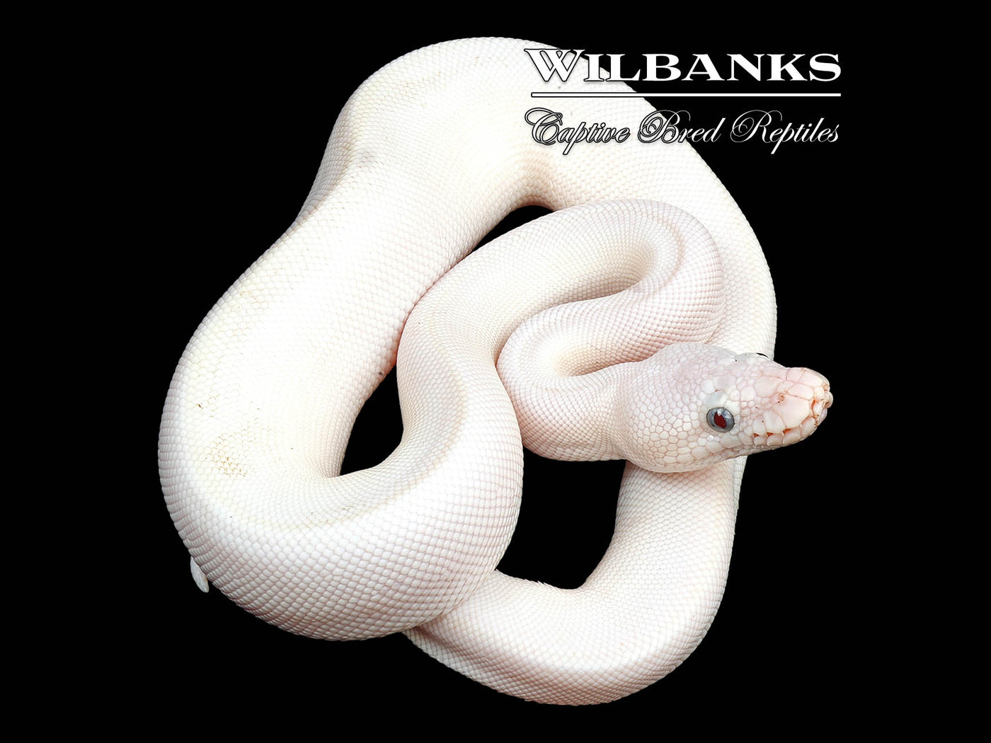 Blue Eyed Leucistic (Mojave Butter) Ball Python ♀ '24