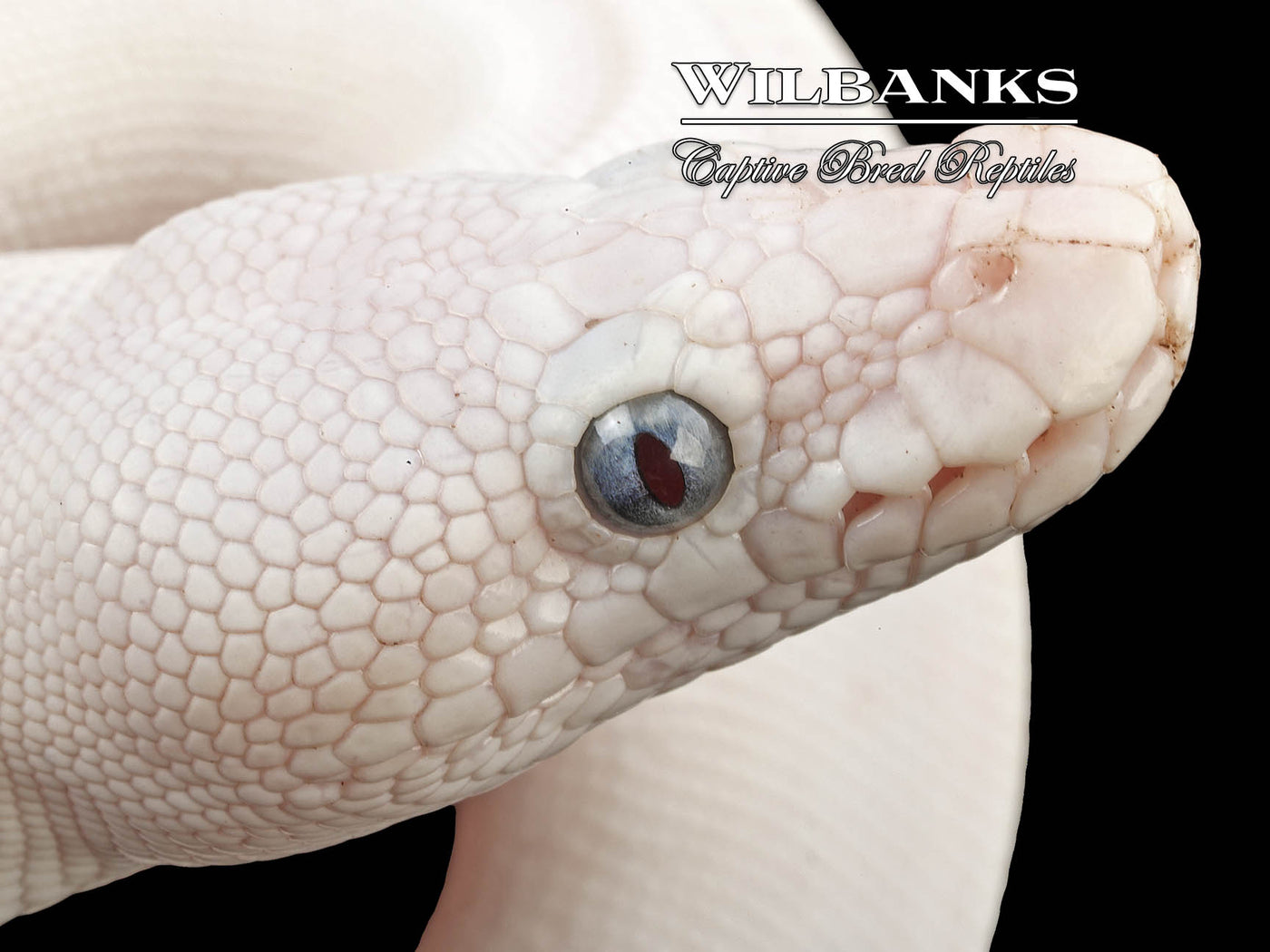 Blue Eyed Leucistic (Mojave Butter) Ball Python ♀ '24