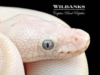 Blackhead White Diamond Blue Eyed Leucistic (Super Russo) Ball Python ♀ '24