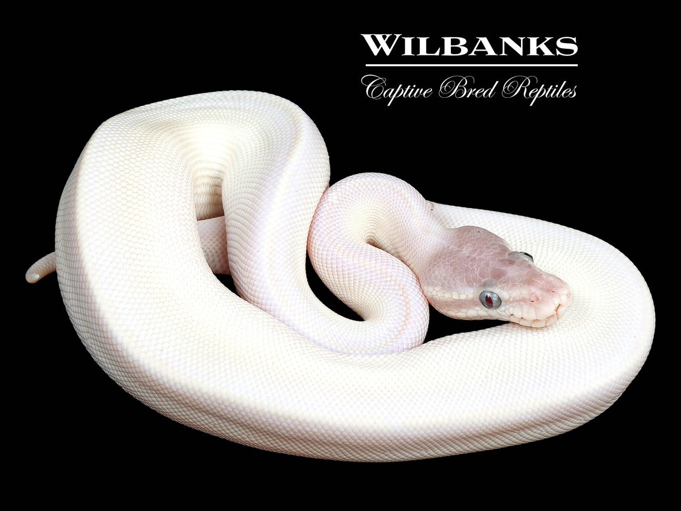 Blue Eyed Leucistic (Super Mojave) Ball Python ♂ '24