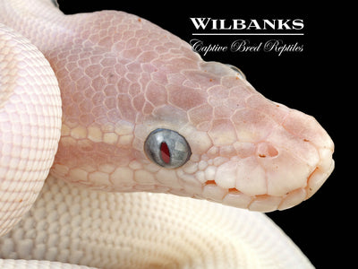 Blue Eyed Leucistic (Super Mojave) Ball Python ♂ '24