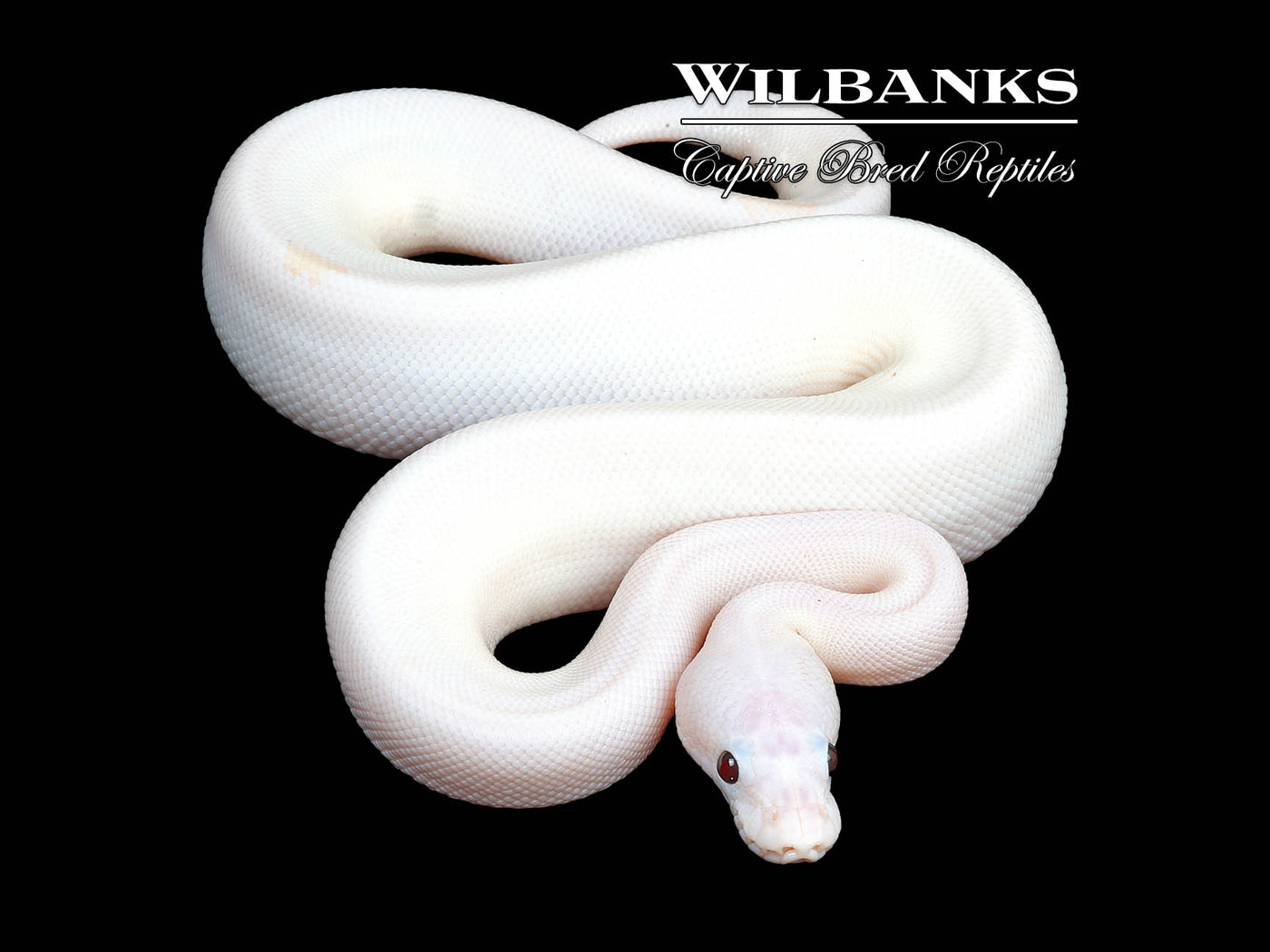 Banana Super Fire Ball Python ♂ '24