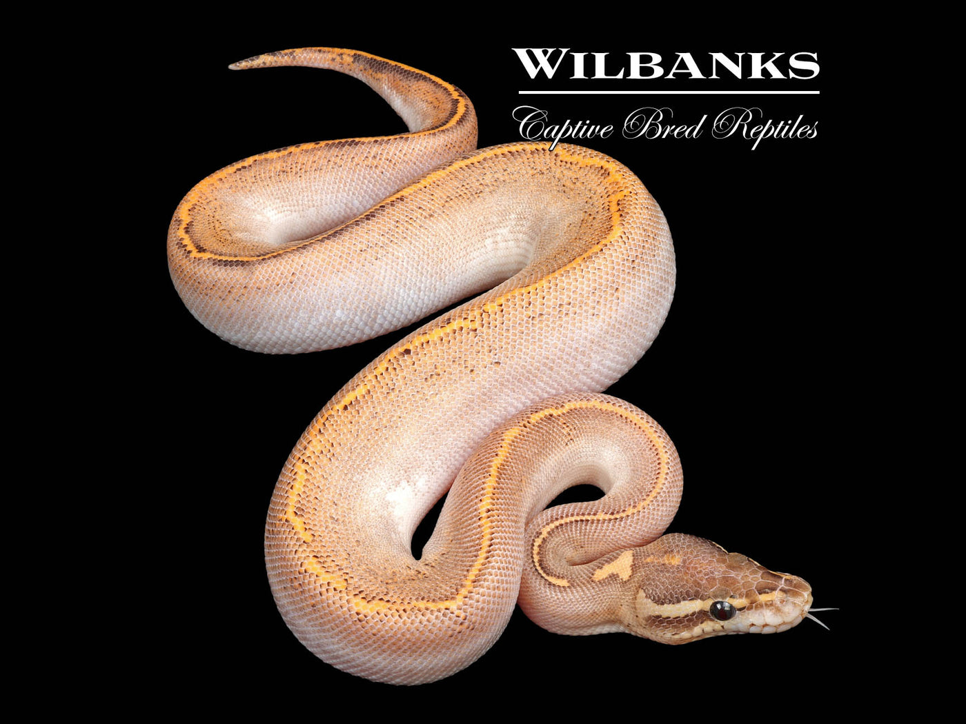 Freeway Black Fire Ball Python ♂ '24