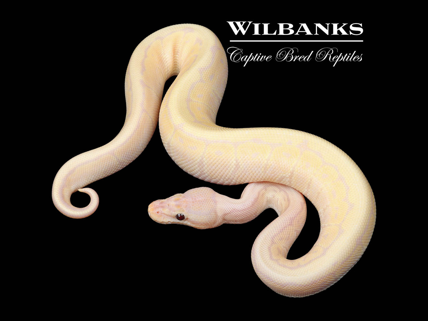 Super Banana Pinstripe 100% Het. Clown Ball Python ♂ '24