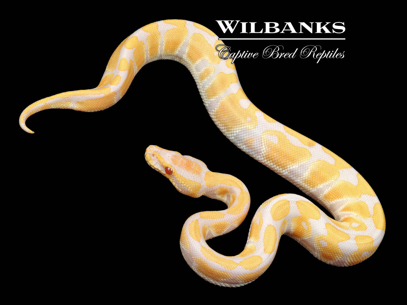 Lavender Albino 100% Het. Clown Ball Python ♂ '24