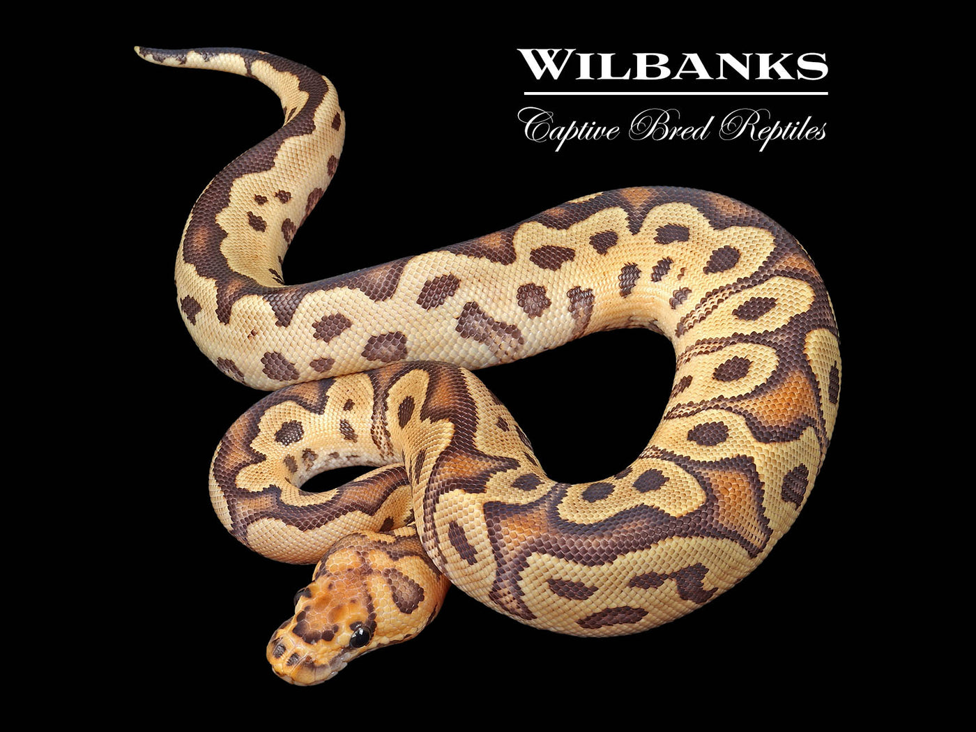 Fire Clown Ball Python ♀ '24