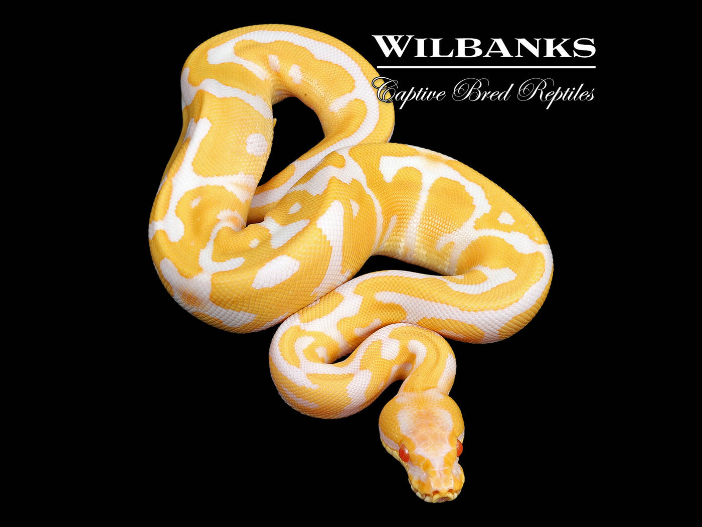 Albino Leopard Ball Python ♀ '24