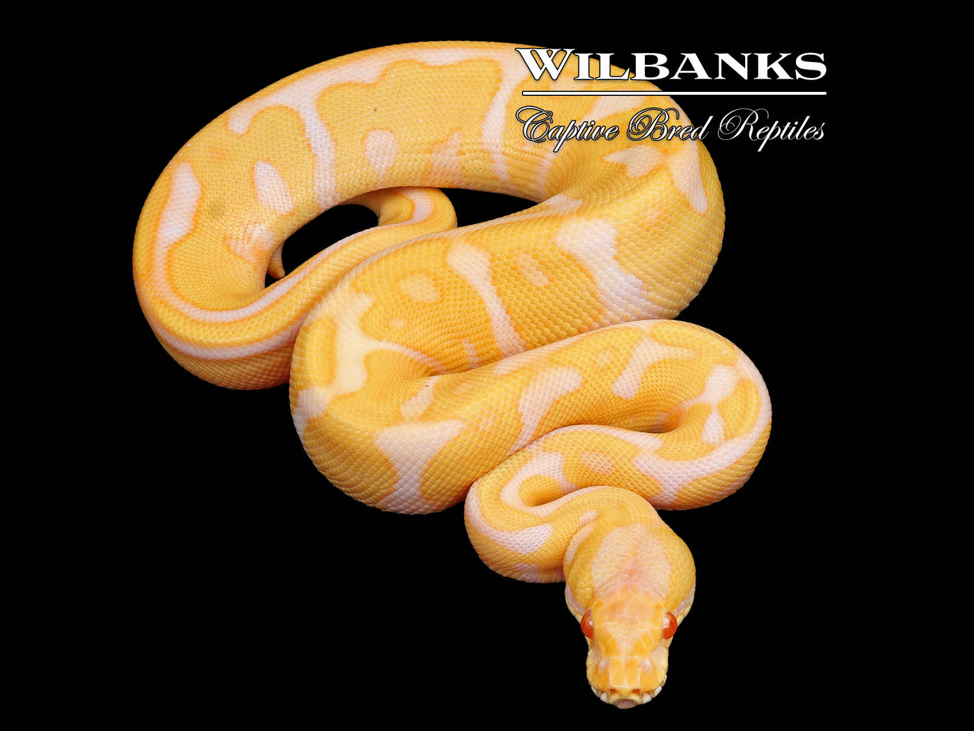 Albino Leopard Ball Python ♂ '24