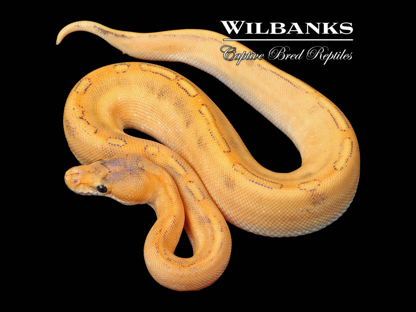 Champ Crusher Ball Python ♀ '24