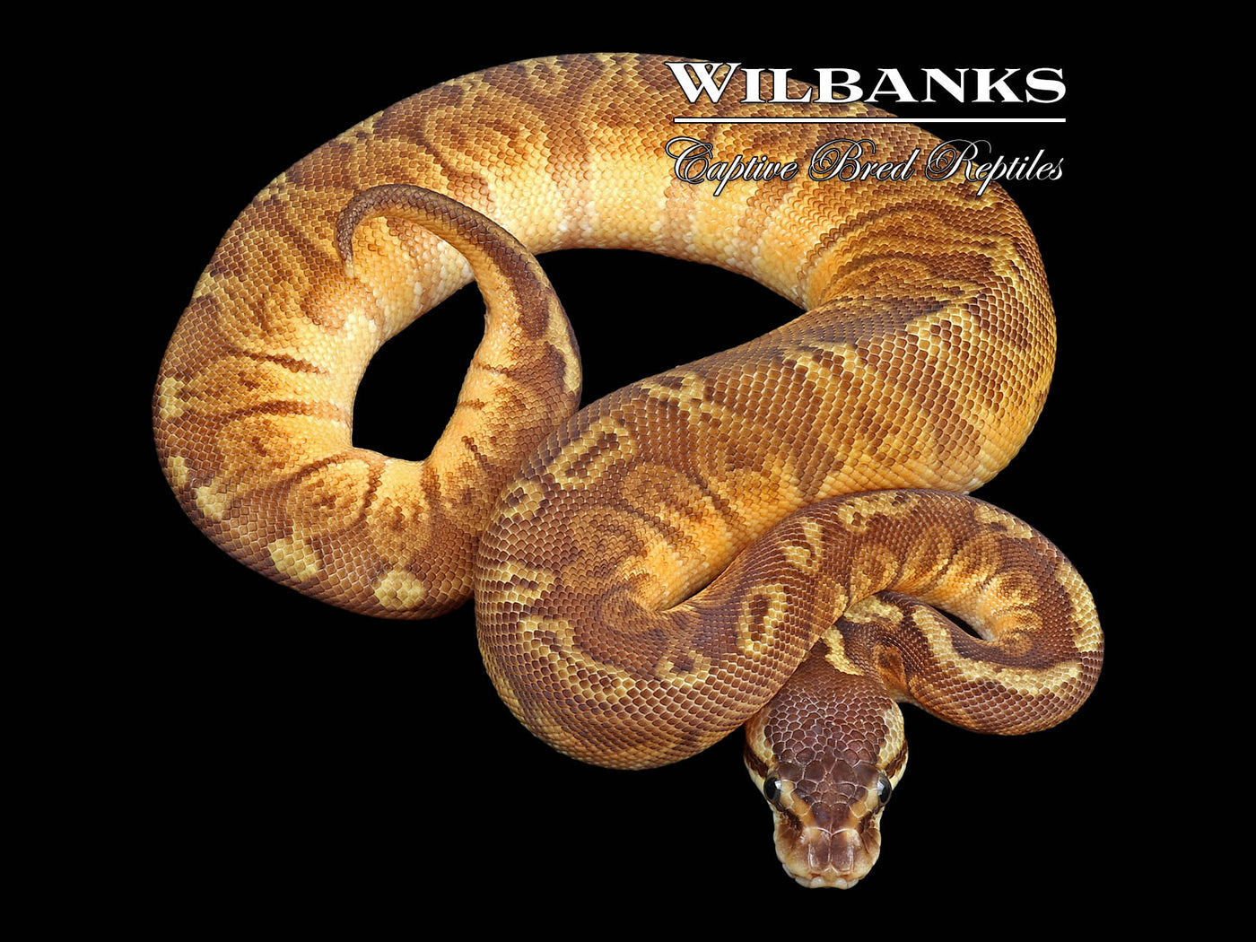 Pastel Sunset Ball Python ♀ '24