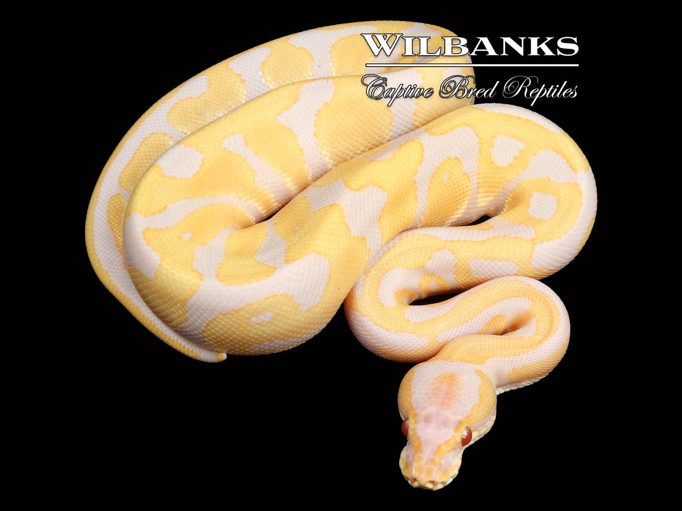 Candino Leopard Ball Python ♀ '24