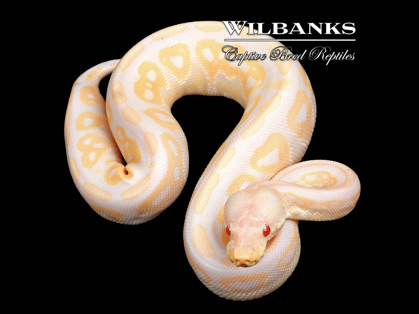 Candino Cinnamon Ball Python ♀ '24