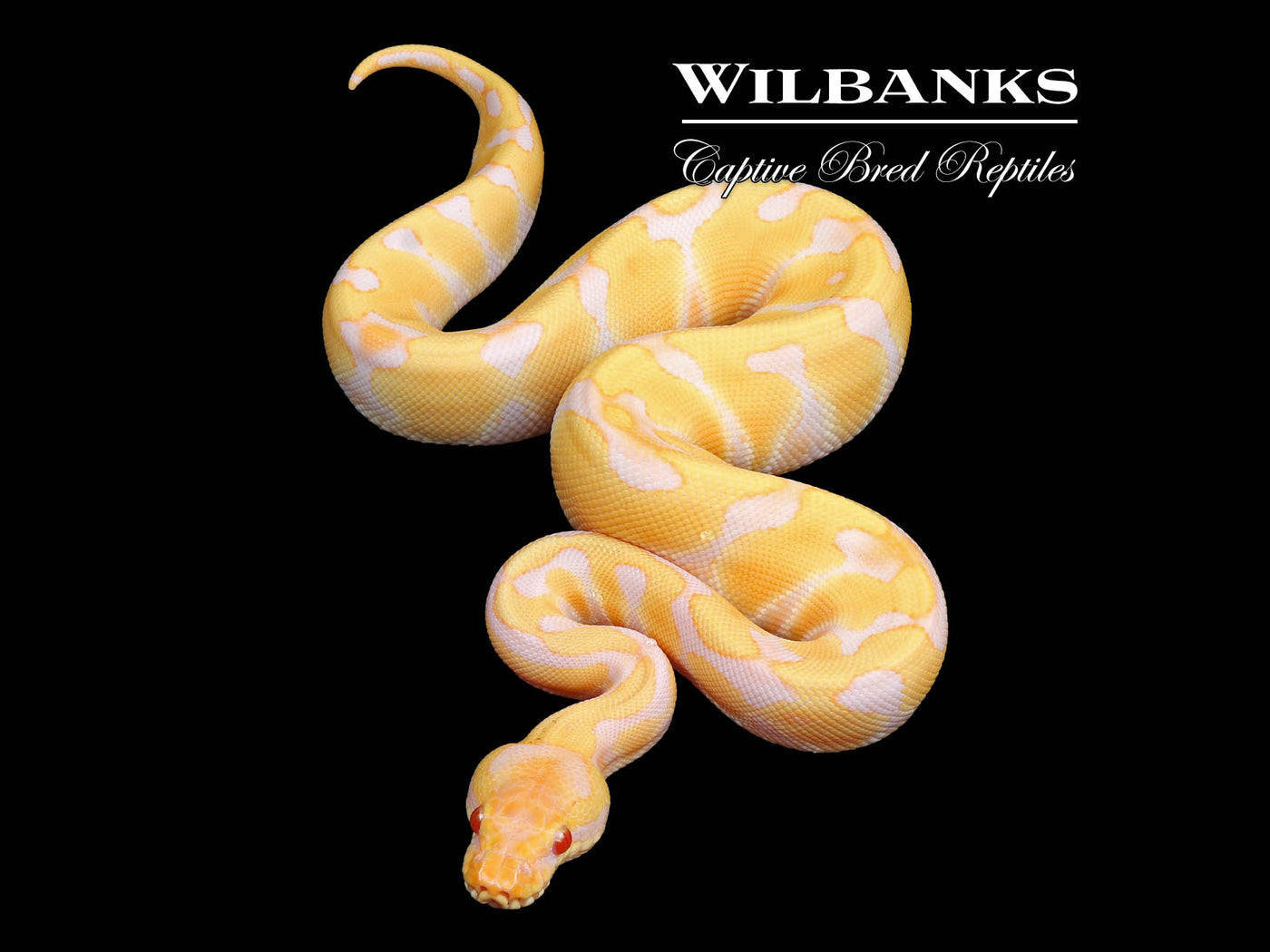 Candino Enchi Ball Python ♀ '24