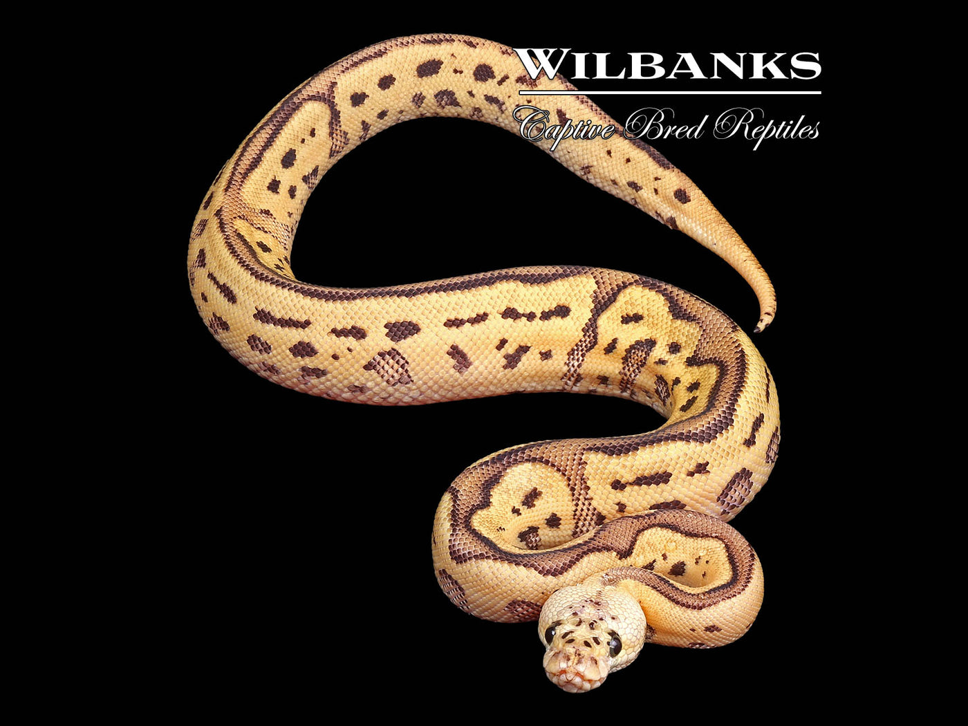 FireFly Leopard Clown Ball Python ♂ '24