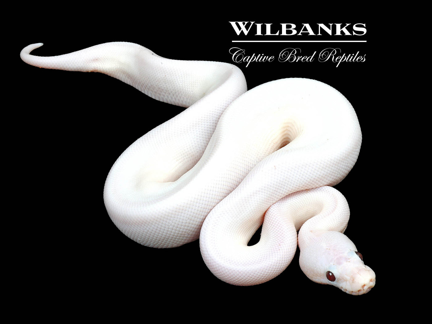 Banana Super Fire Ball Python ♂ '24