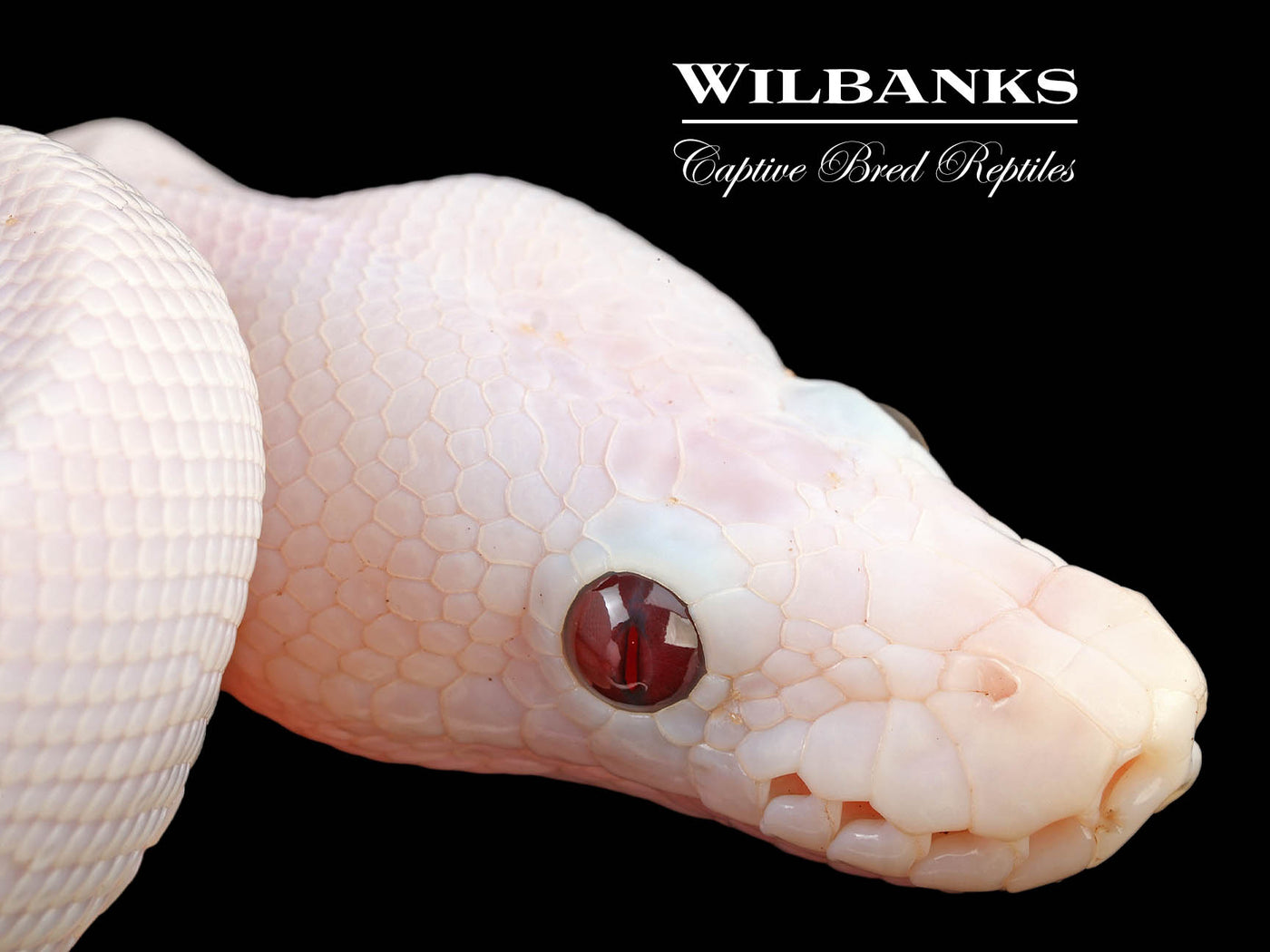 Banana Super Fire Ball Python ♂ '24