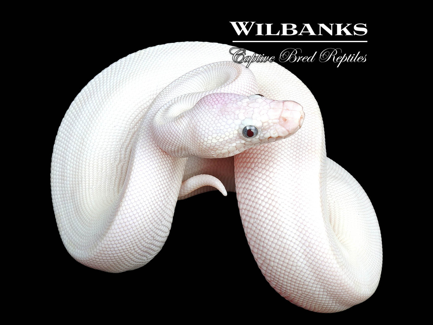 Blue Eyed Leucistic (Mojave Butter) Ball Python ♀ '24