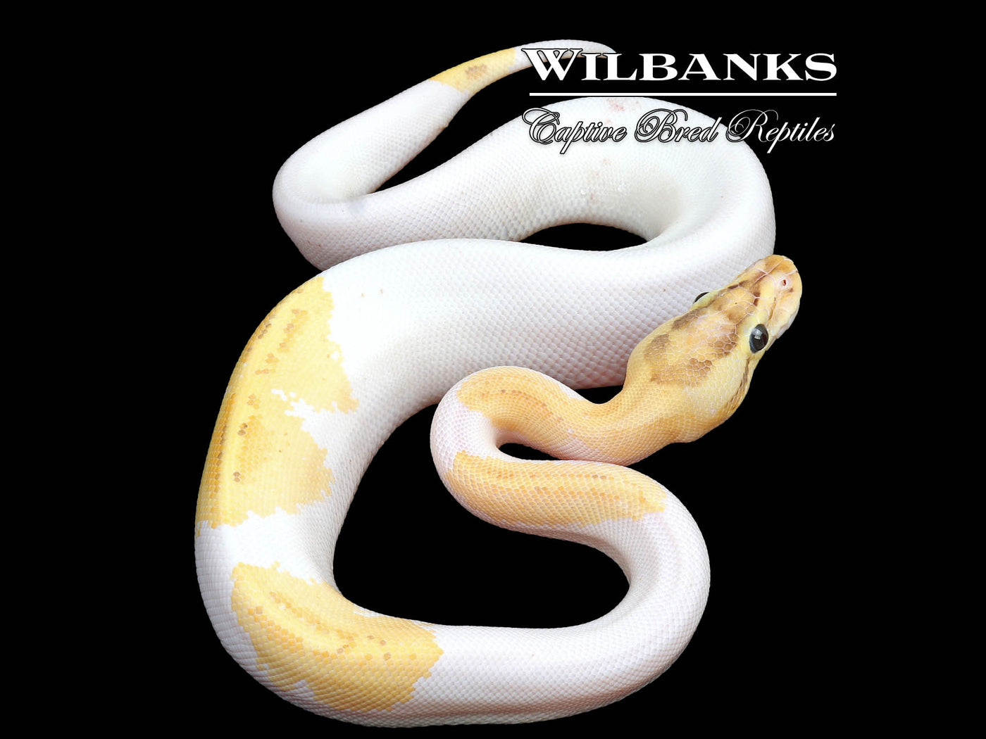 Puma Pied Ball Python ♀ '24