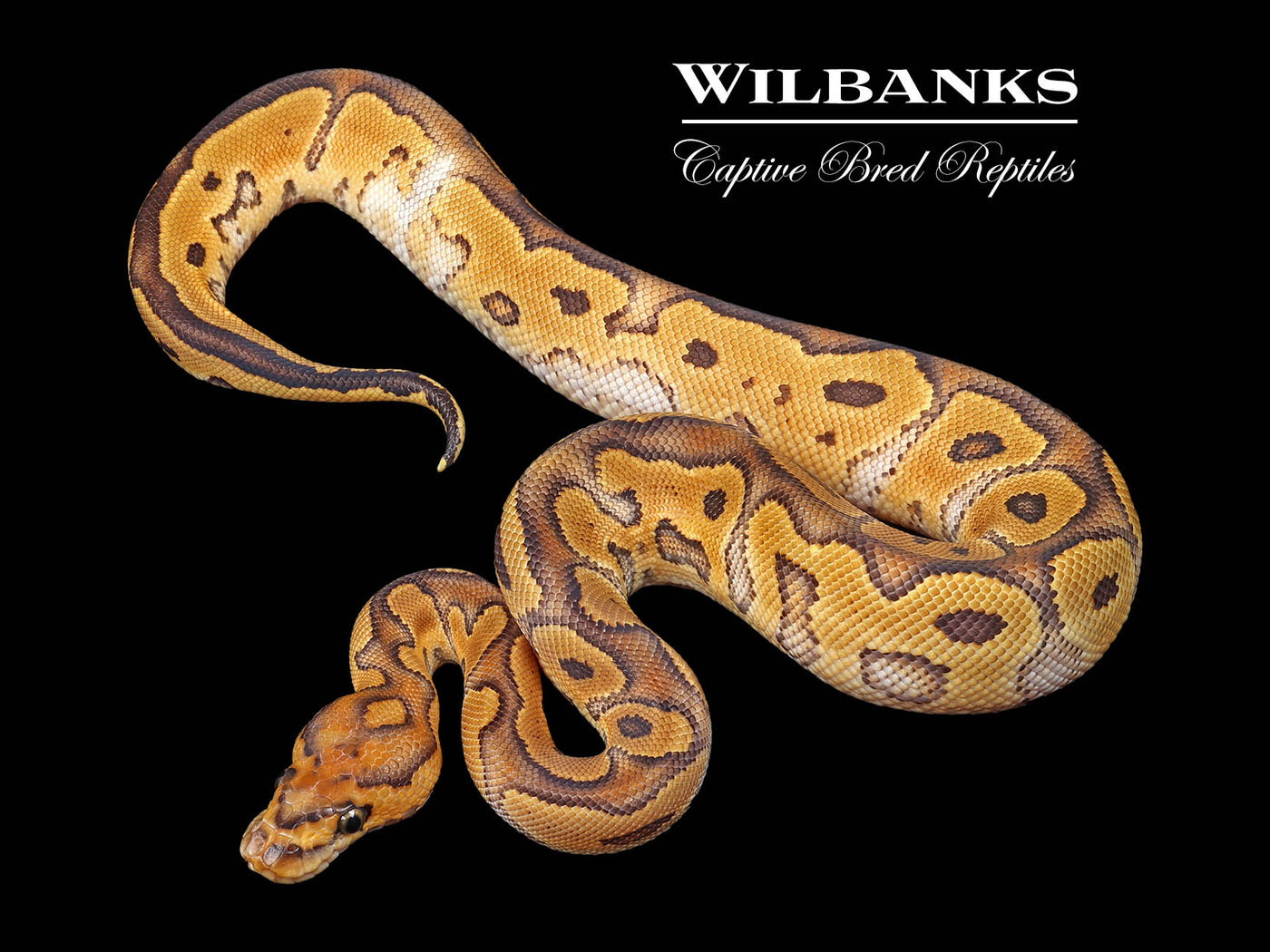 Sugar Clown Ball Python ♂ '24