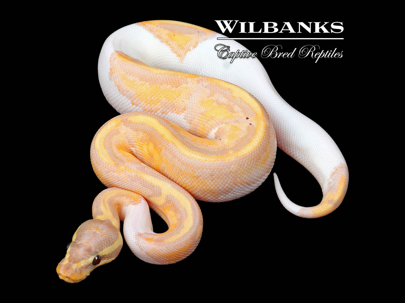 Banana Pied Ball Python ♀ '24