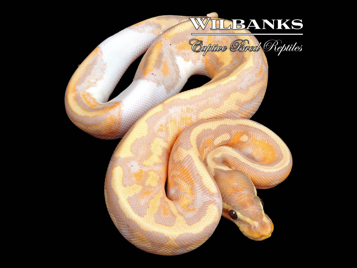 Banana Yellow Belly Pied Ball Python ♀ '24