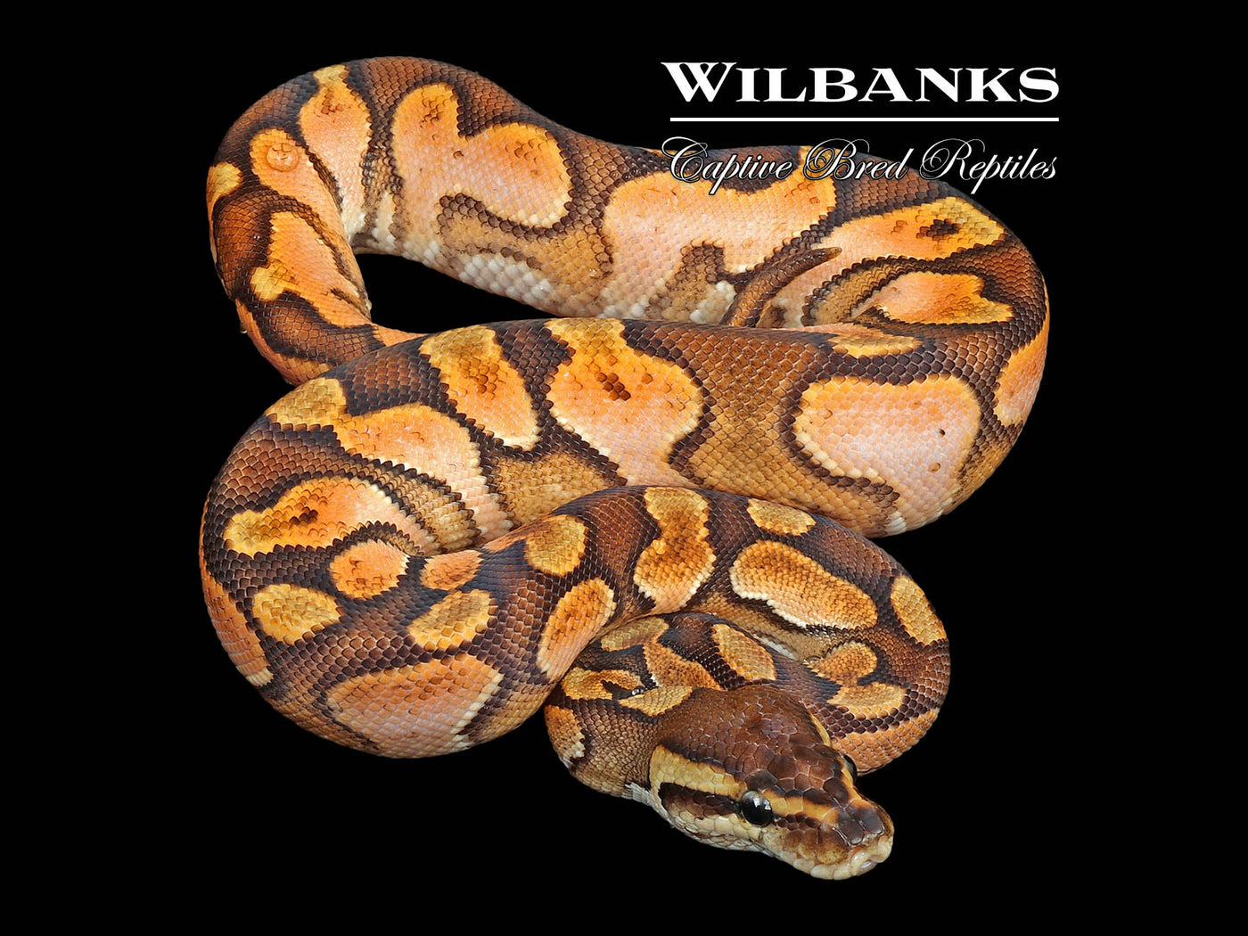 Cinnamon Enchi Sugar Ball Python ♀ '24