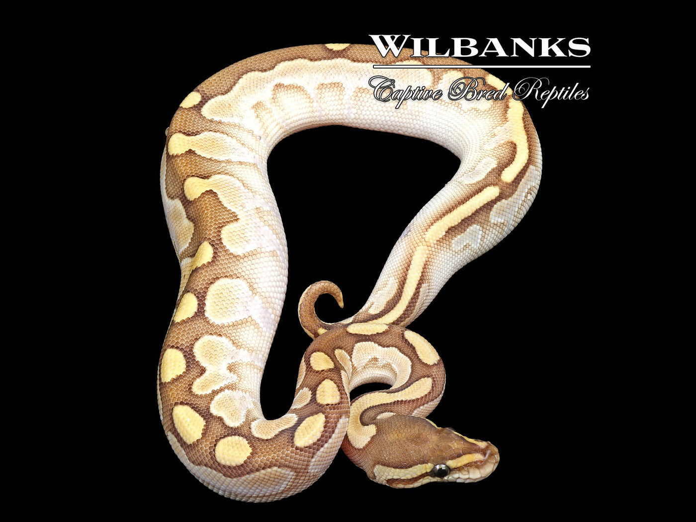 Butter Sugar Yellow Belly 100% Het. Clown Ball Python ♀ '24