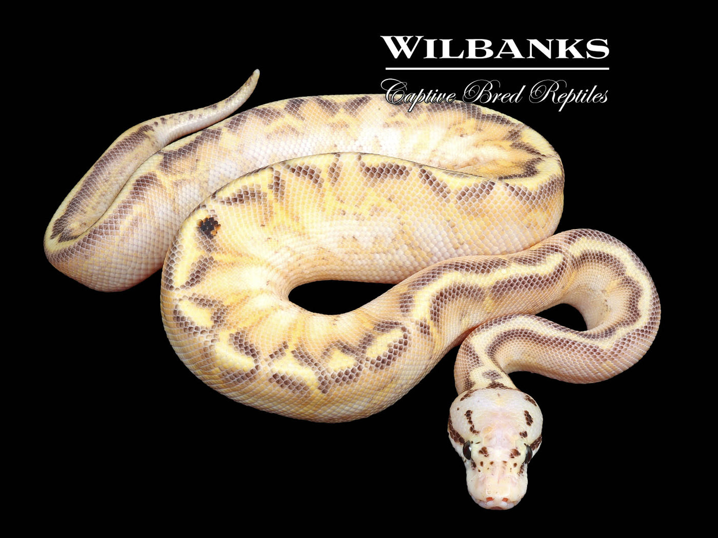 Pastel Spotnose Highway Ball Python ♂ '24