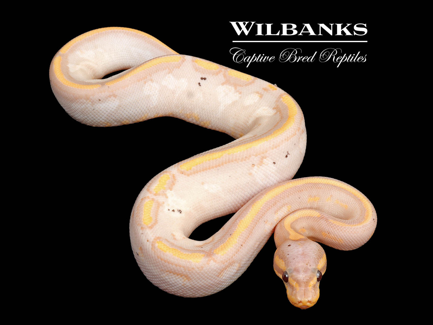 Stranger Banana Sugar Yellow Belly Ball Python ♀ '24