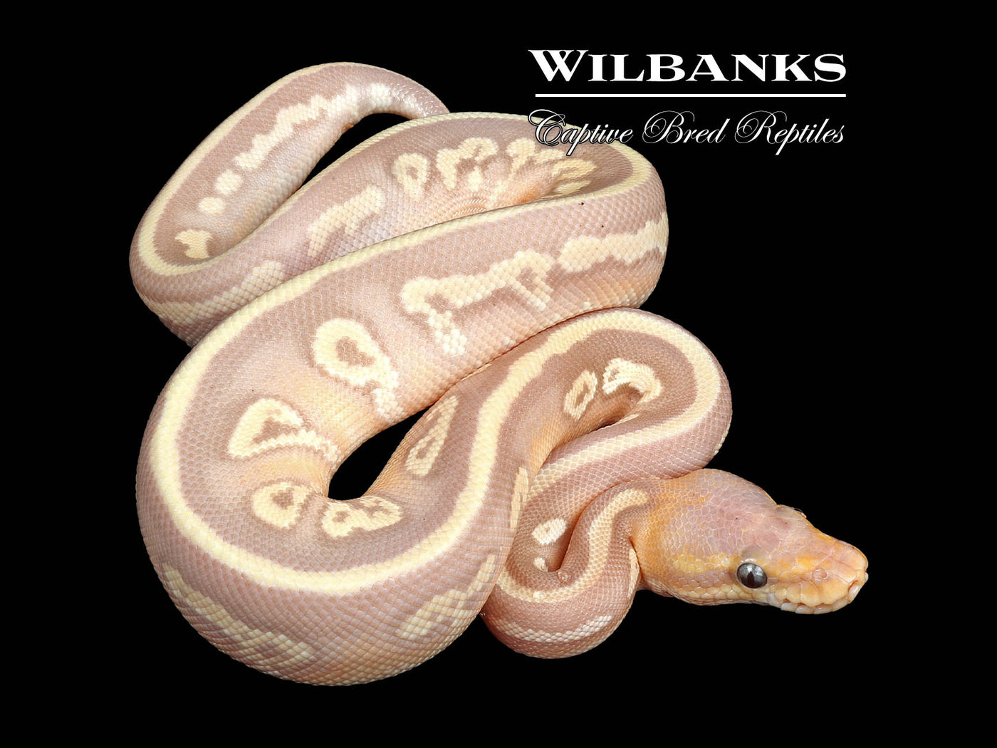 Banana Mahogany Mojave Ball Python ♂ '24