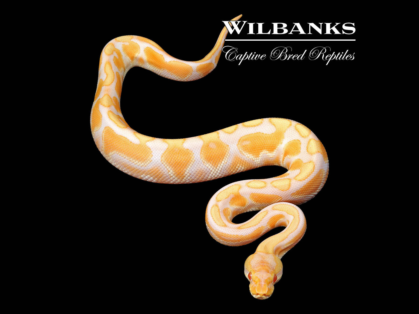 Albino Yellow Belly Enchi Ball Python ♂ '24