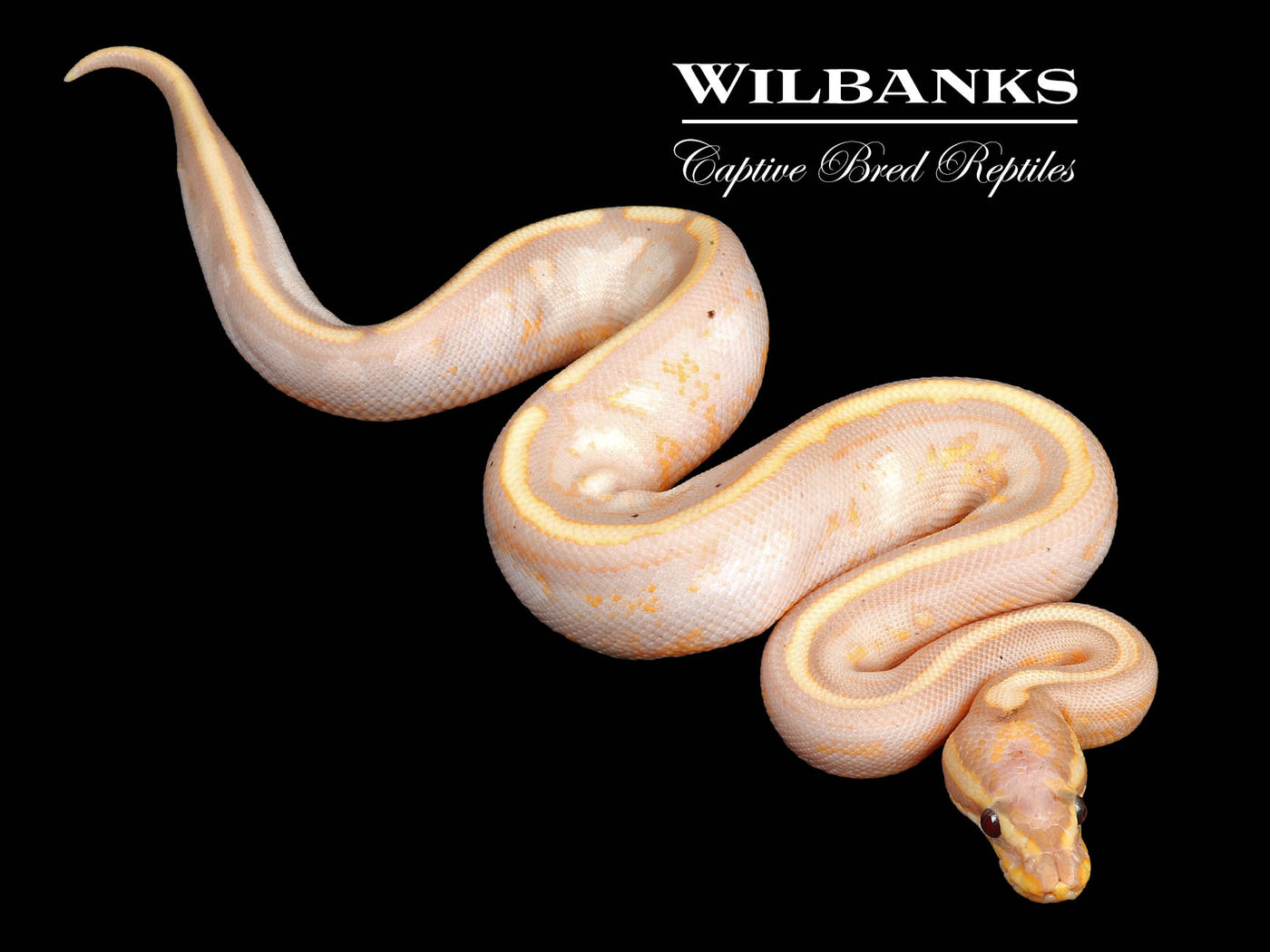 Stranger Banana Spotnose Sugar Yellow Belly Ball Python ♂ '24