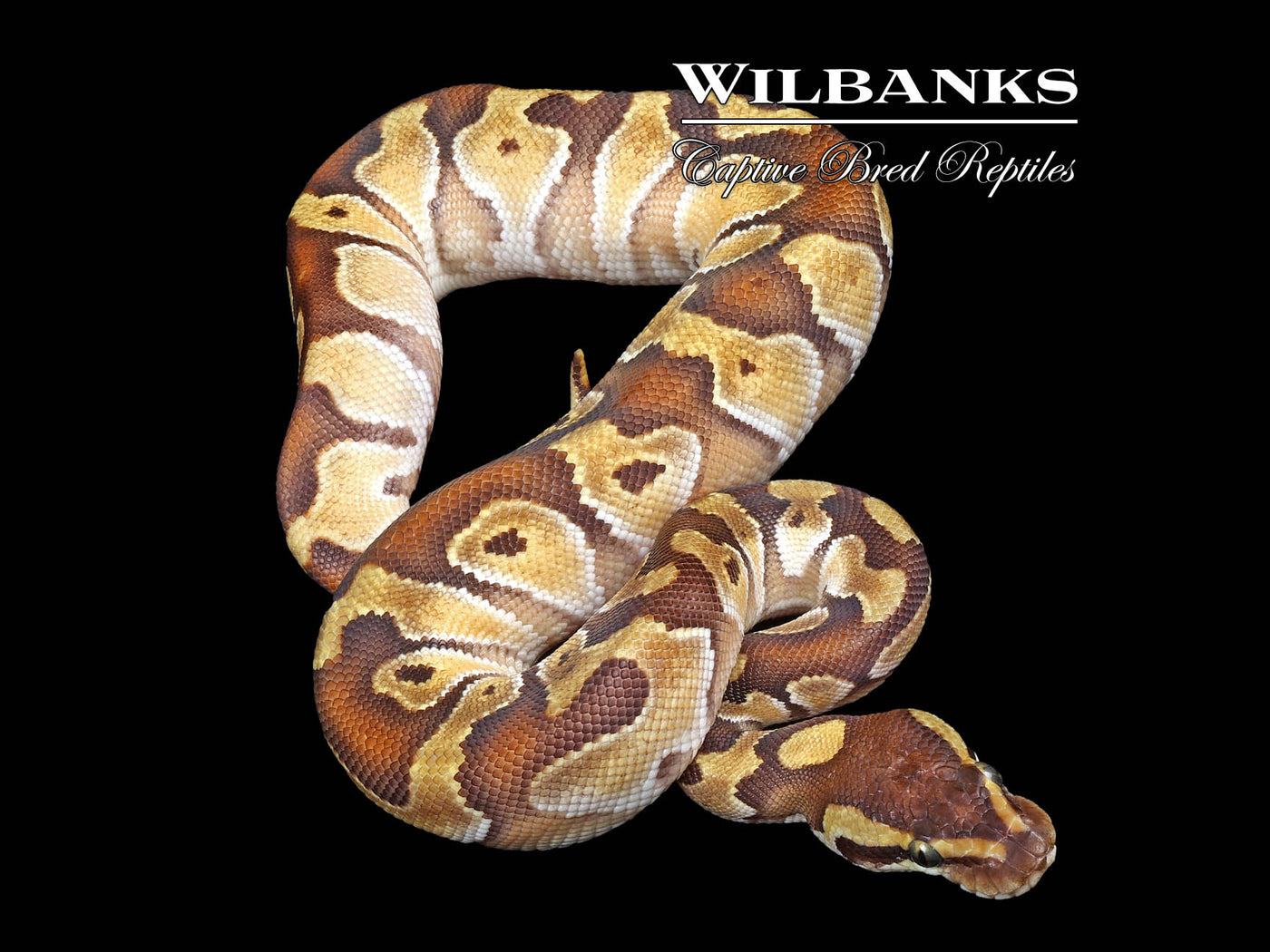 Mojave Enchi Ball Python ♂ '24