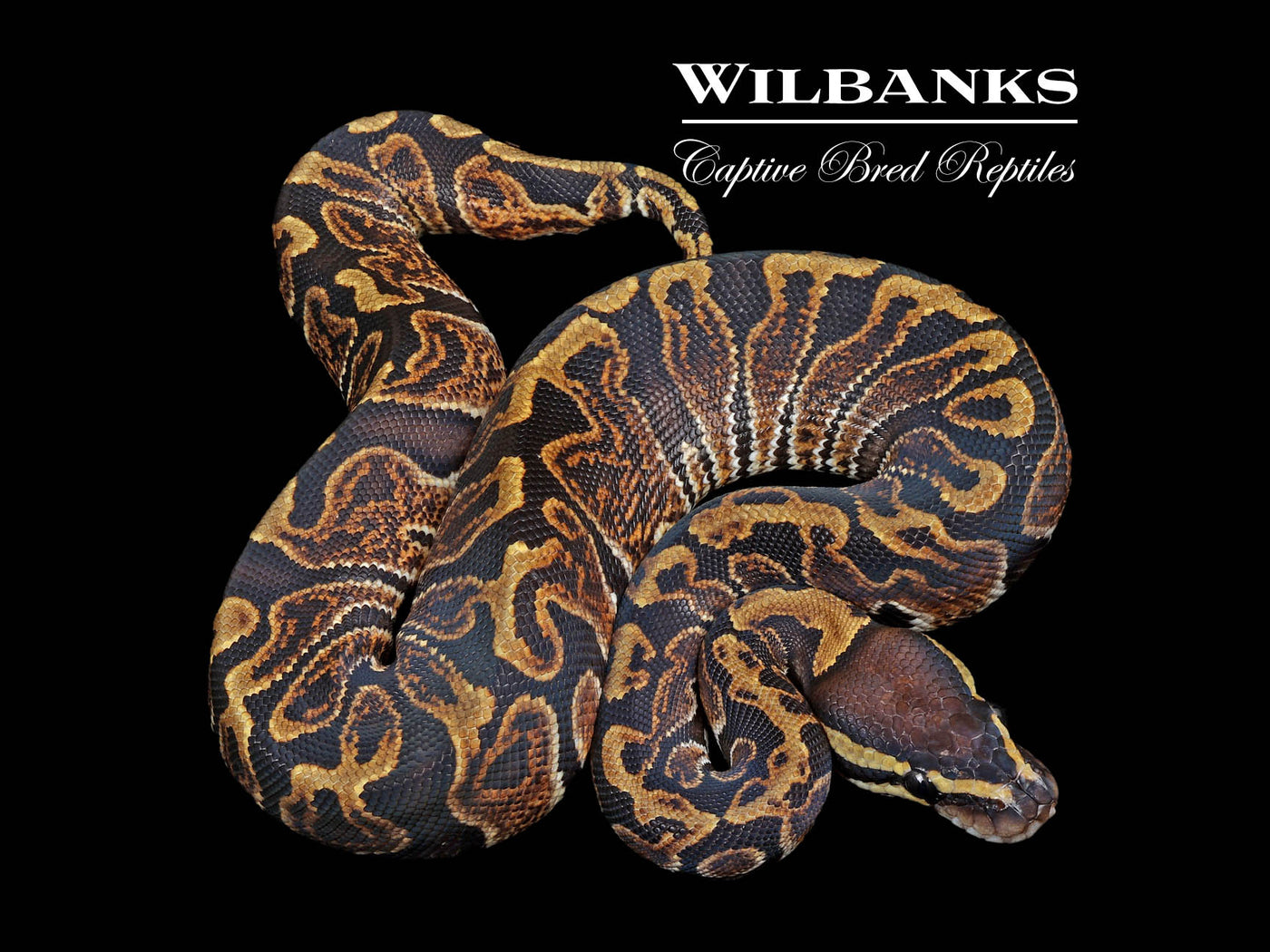 GHI Ball Python ♀ '24