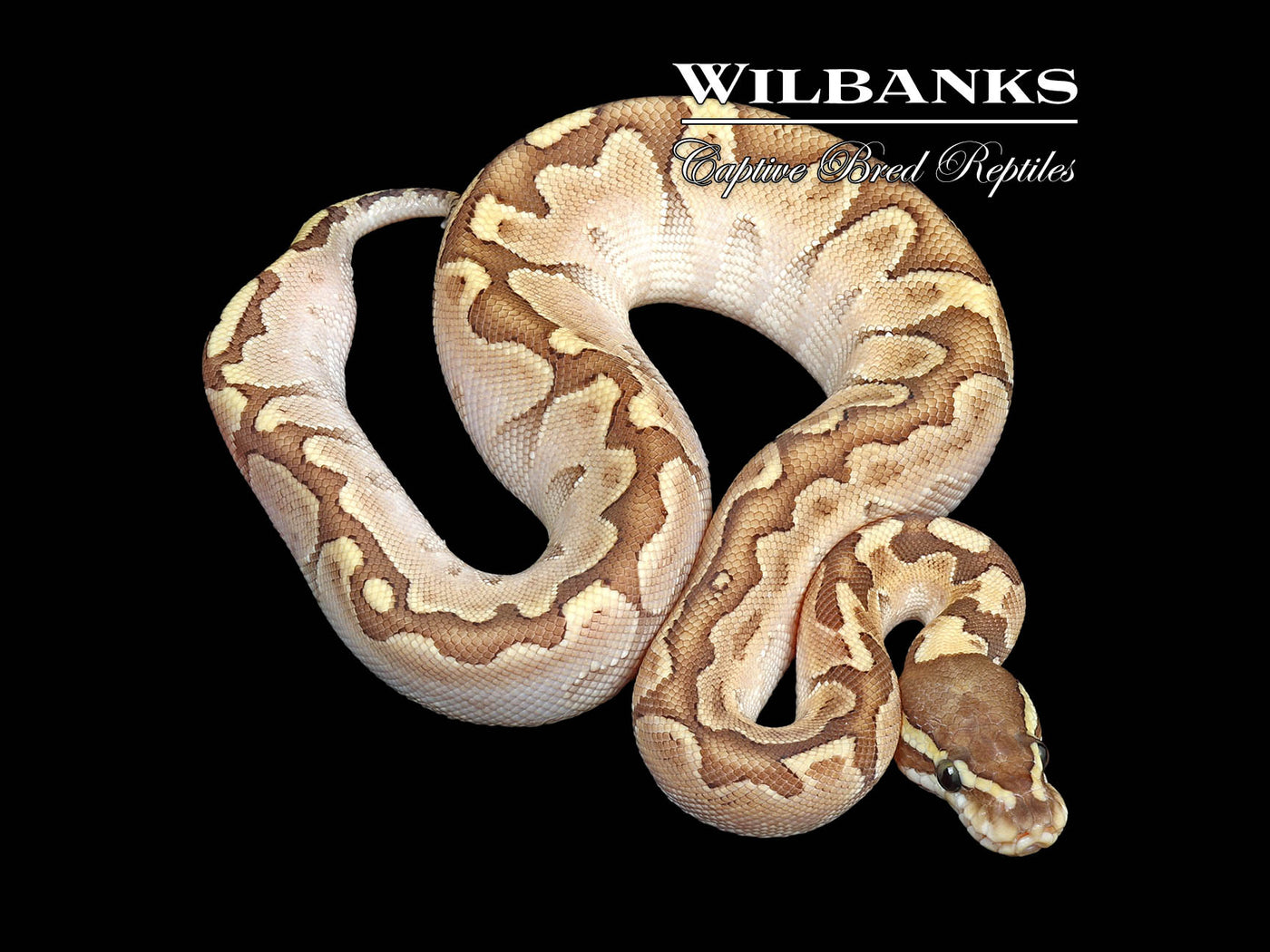 Bamboo Sugar Enchi Ball Python ♂ '24