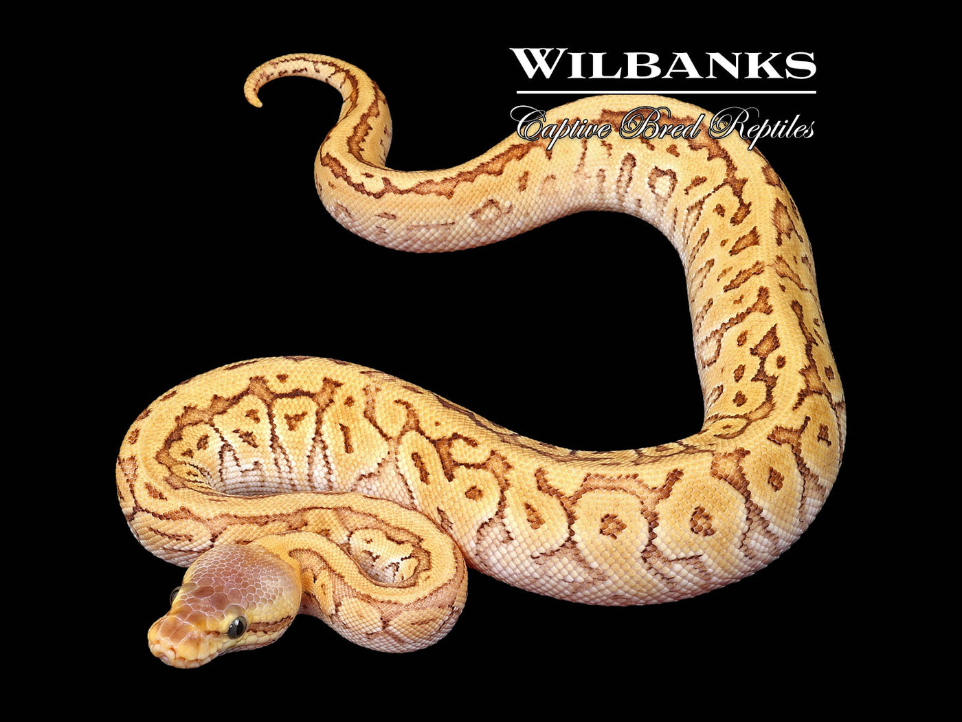 Jigsaw Pastel Ball Python ♀ '24