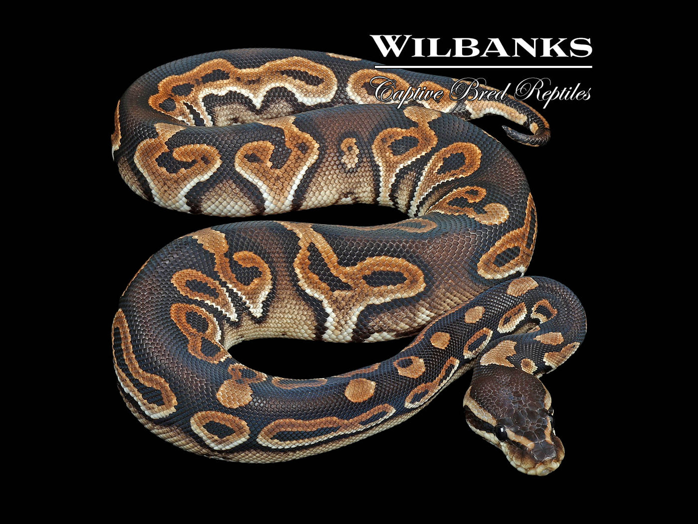 Cinnamon Ball Python ♀ '24