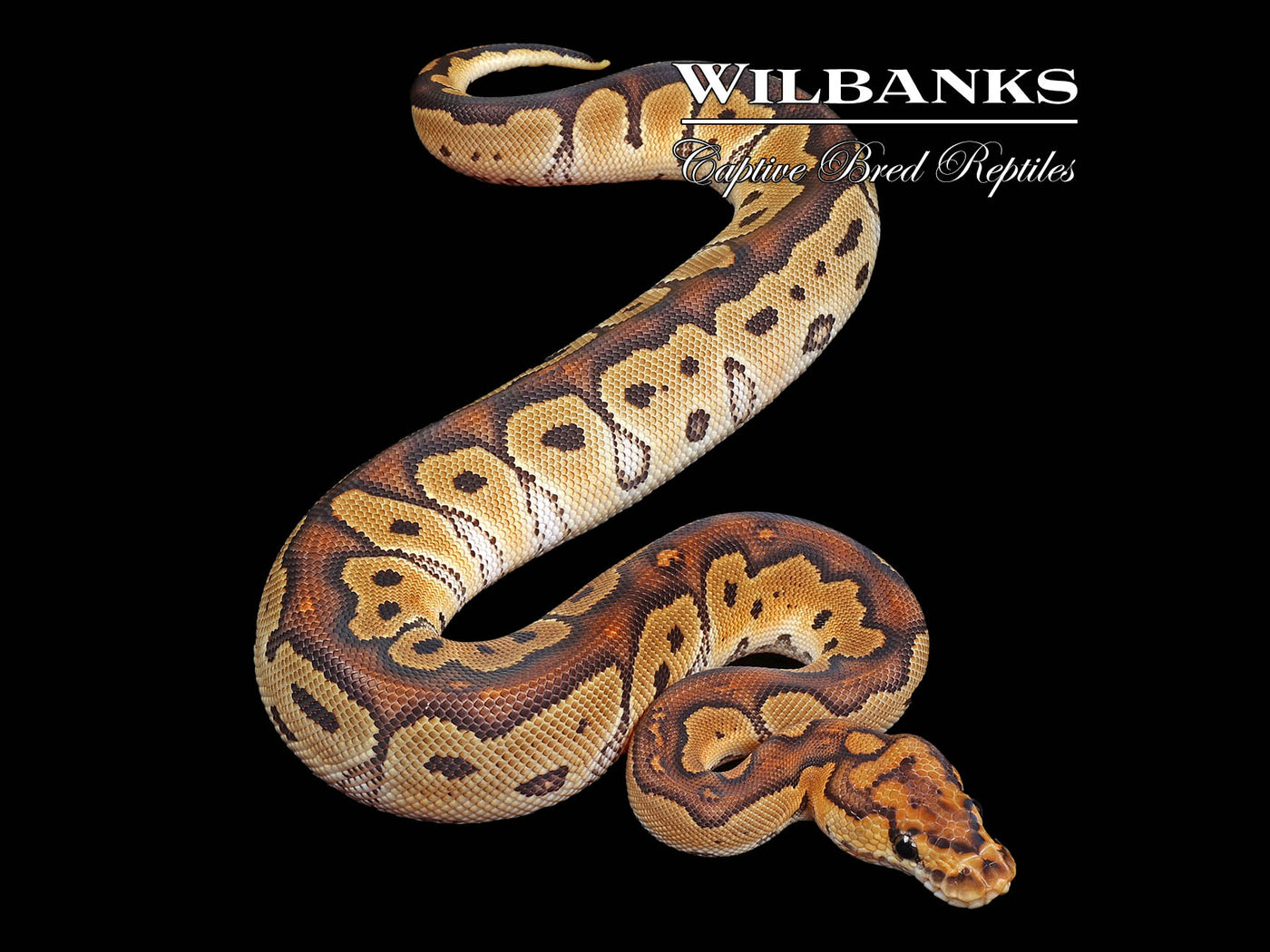 Clown Ball Python ♀ '24