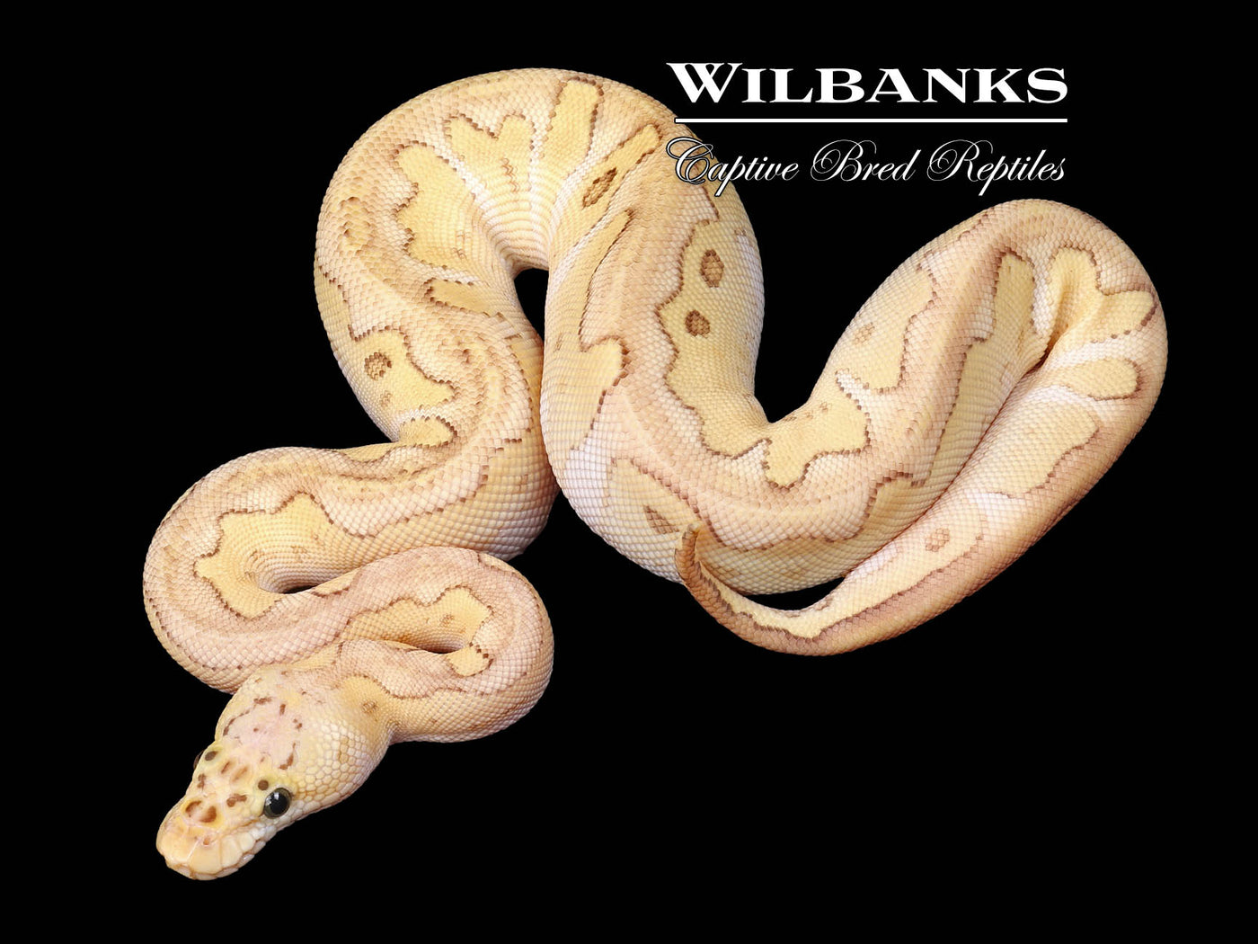 Pastel Butter Clown Ball Python ♀ '24