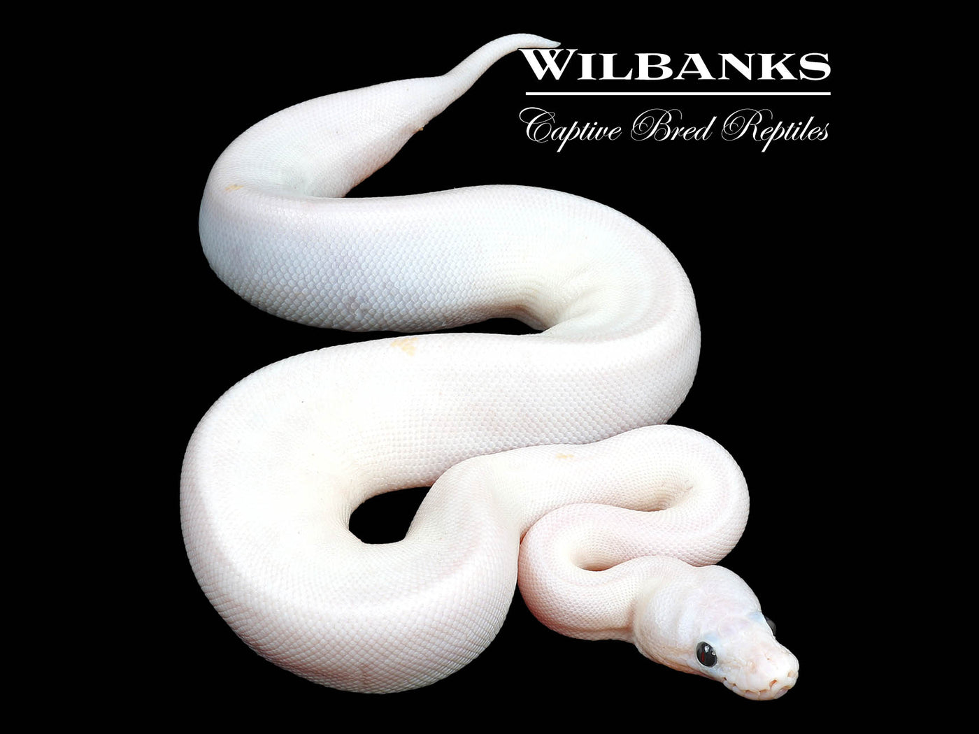 Super Fire Ball Python ♀ '24