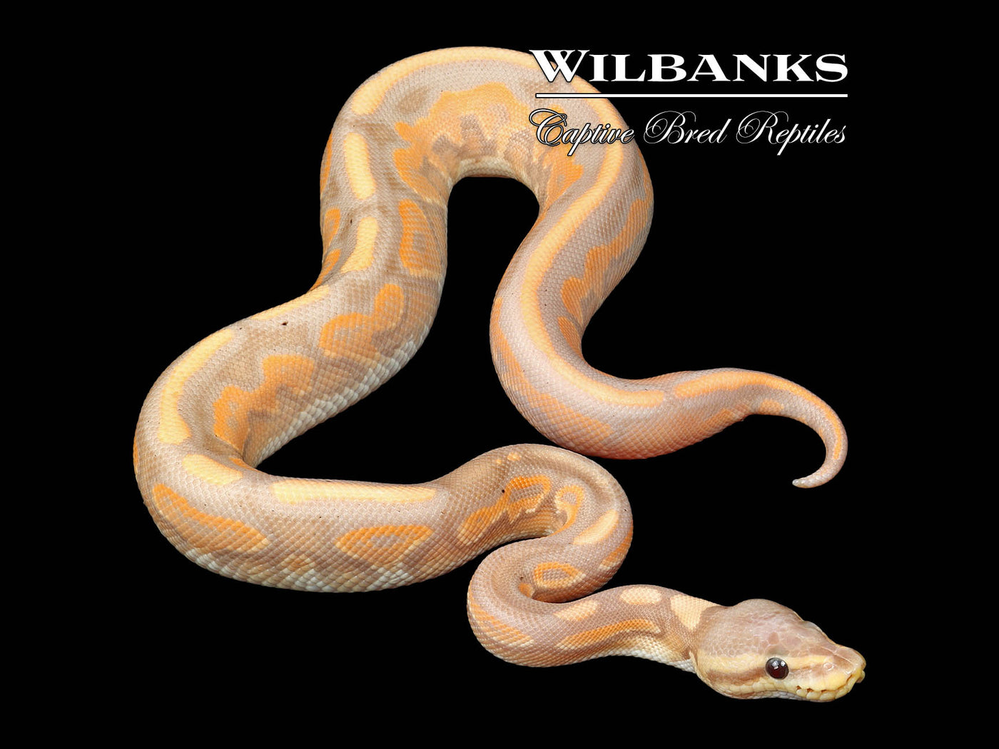 Banana Cinnamon Ball Python ♂ '24