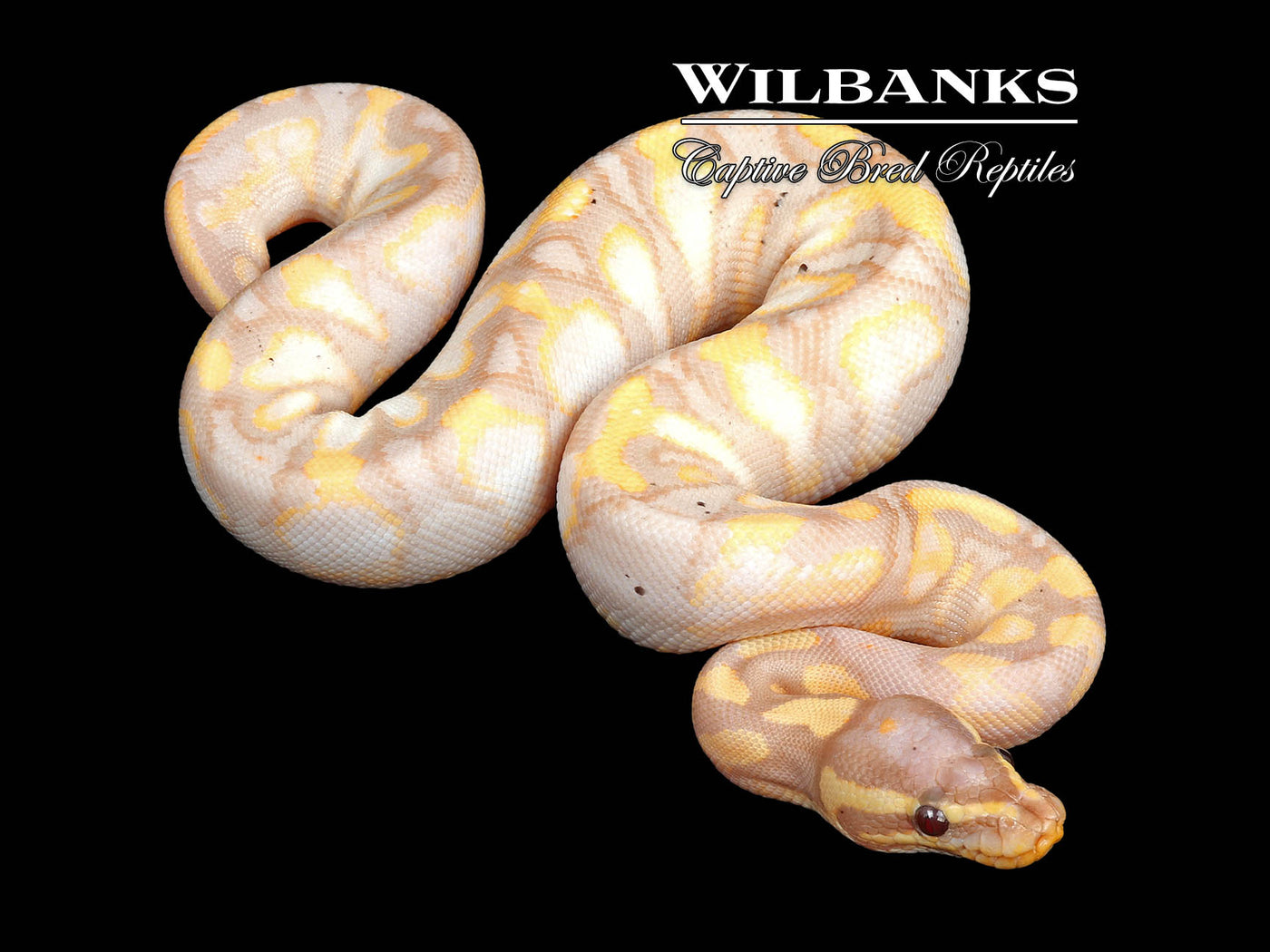 Banana Sugar Yellow Belly Ball Python ♀ '24