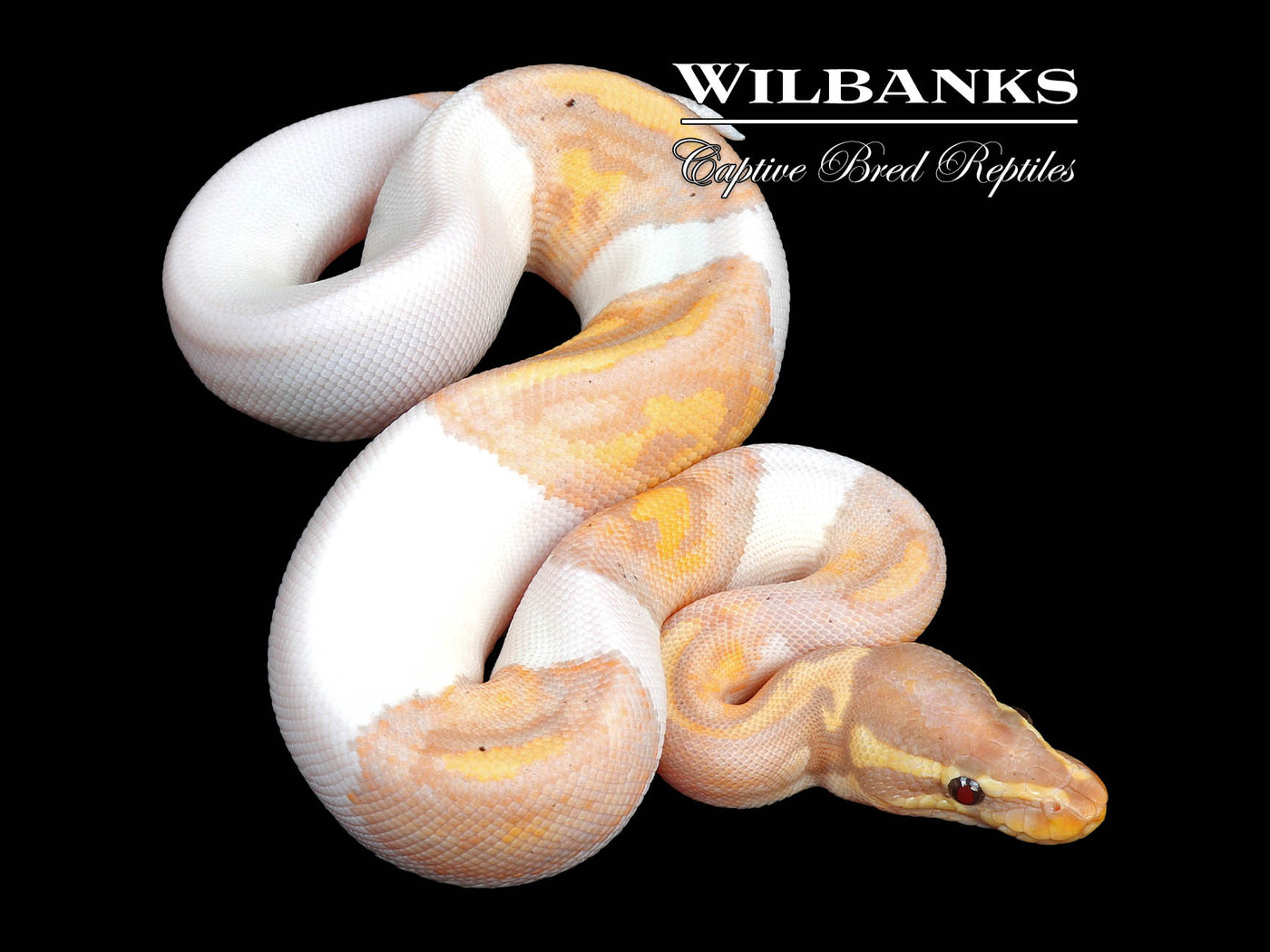 Banana Pied Ball Python ♂ '24